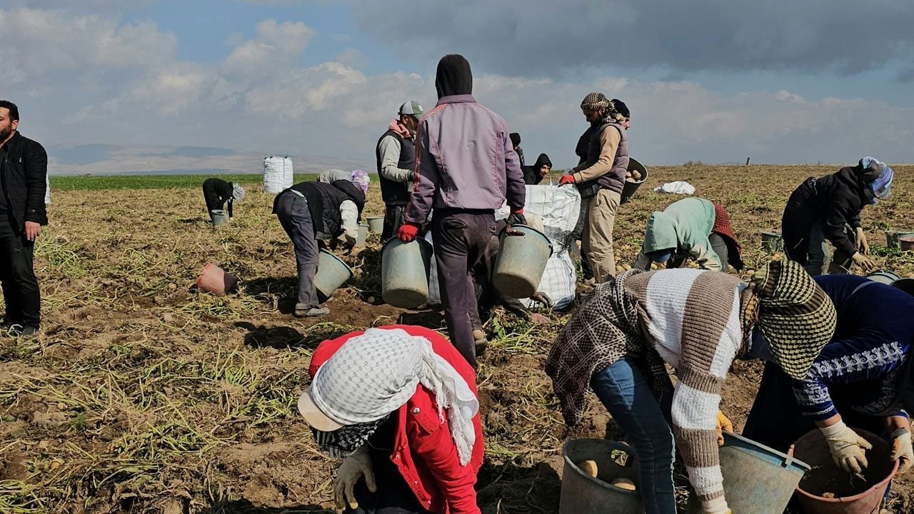 Foto - Soğuk, rüzgar, yorgunluk dinlemiyorlar! Ekmeklerini tarlada kazanıyorlar