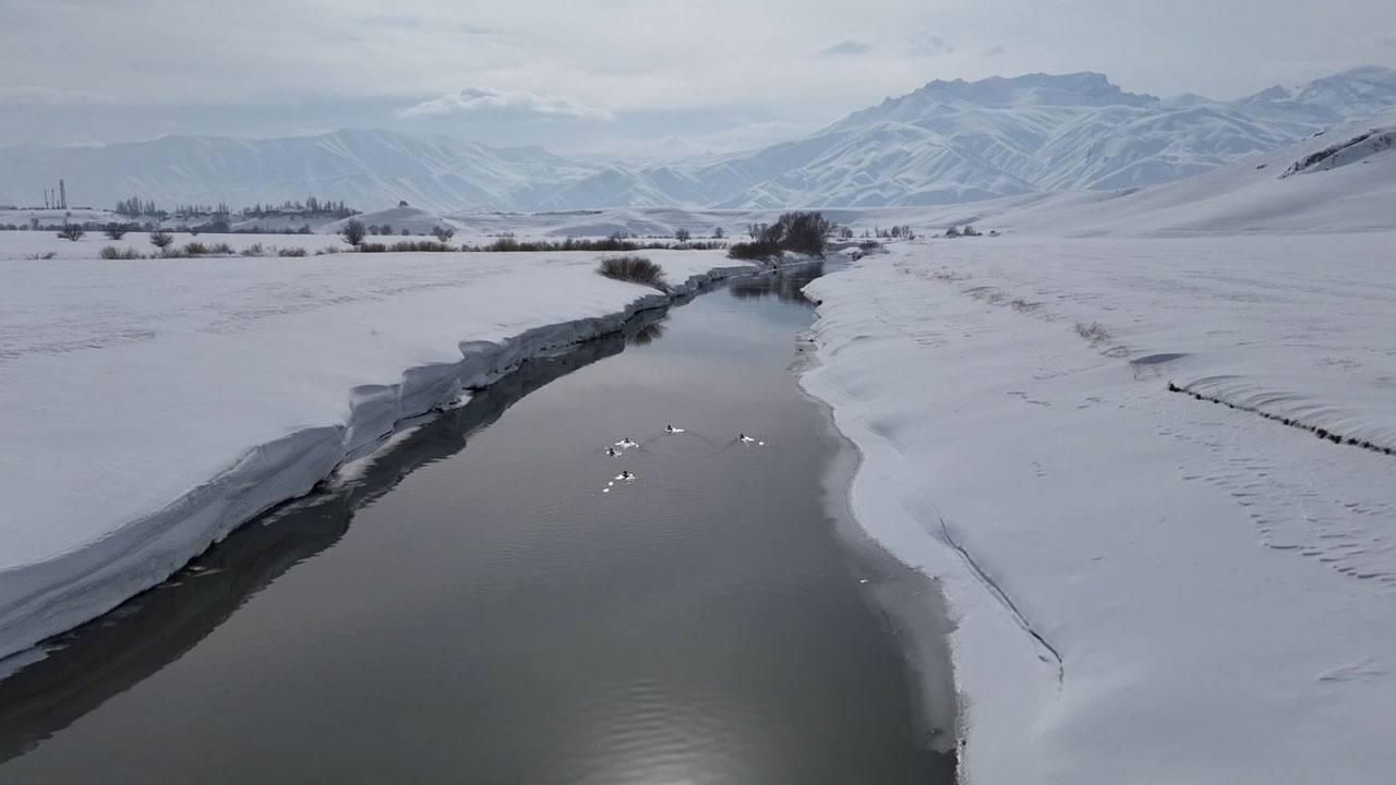 Soğuk vurdu, dere buz tuttu… Ördeklerin buzla imtihanı