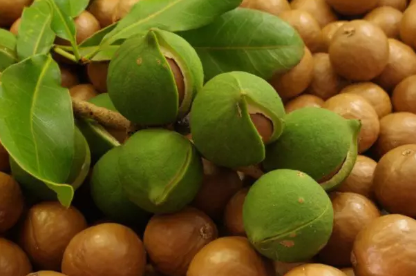 Foto - Şok eden adeta yağ canavarı! Herkes hemen alsın: İştahı kesiyor, kabızlığa iyi geliyor! Cayır cayır yağı yakıyor