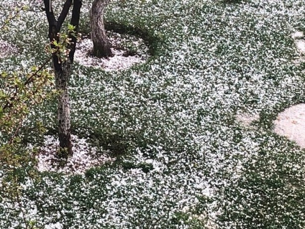 Foto - Şok eden görüntü! Mayıs ayında kar yağdı