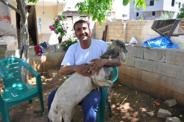 Foto - Şok oldular! Koyunun kulağında ikinci bir ağız çıktı!