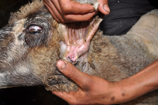 Foto - Şok oldular! Koyunun kulağında ikinci bir ağız çıktı!