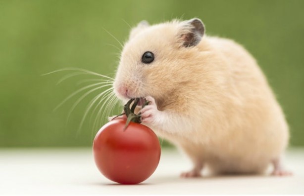 Foto - Sokağa çıkabilmek için ilginç yöntem