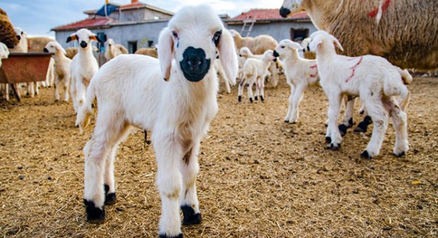 Foto - Sokağa çıkabilmek için ilginç yöntem