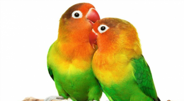 Foto - Sokağa çıkabilmek için ilginç yöntem