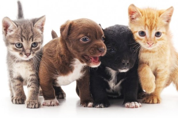 Foto - Sokağa çıkabilmek için ilginç yöntem