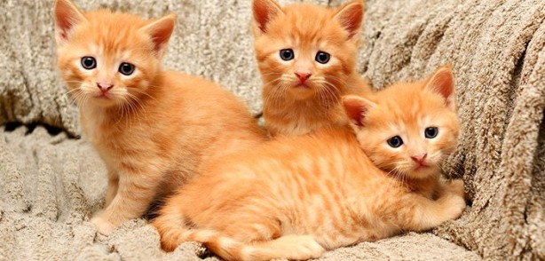 Foto - Sokağa çıkabilmek için ilginç yöntem