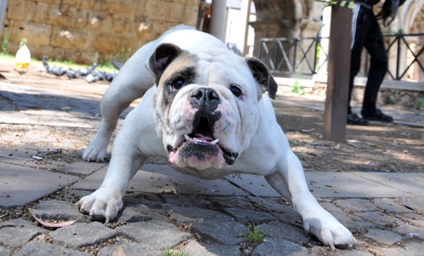 Sokağa çıkabilmek için ilginç yöntem