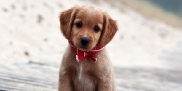 Foto - Sokağa çıkabilmek için ilginç yöntem