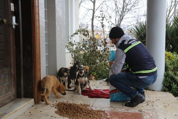 Sokak hayvanları unutulmadı