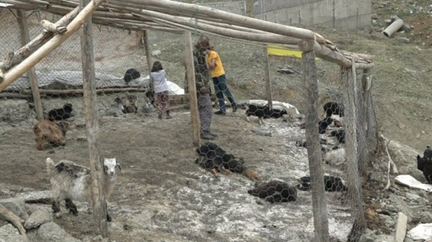 Foto - Sokak köpekleri ahıra saldırdı! Onlarca keçi telef oldu 