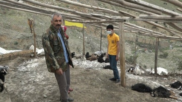 Foto - Sokak köpekleri ahıra saldırdı! Onlarca keçi telef oldu 