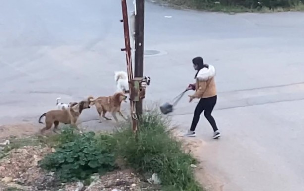 Foto - Sokak köpekleri genç kıza dehşeti yaşattı! O anlar anbean kaydedildi