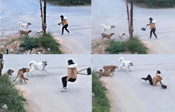 Sokak köpekleri genç kıza dehşeti yaşattı! O anlar anbean kaydedildi
