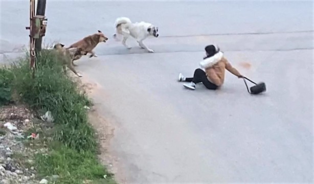 Foto - Sokak köpekleri genç kıza dehşeti yaşattı! O anlar anbean kaydedildi