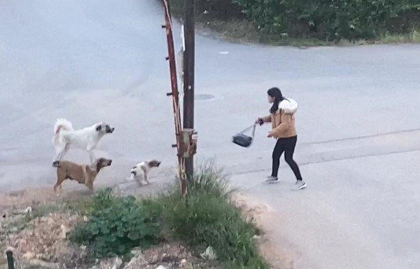 Foto - Sokak köpekleri genç kıza dehşeti yaşattı! O anlar anbean kaydedildi