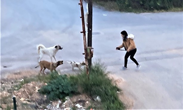 Foto - Sokak köpekleri genç kıza dehşeti yaşattı! O anlar anbean kaydedildi