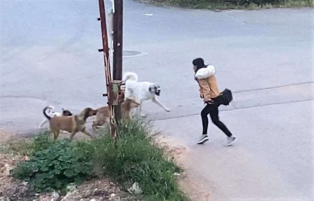 Foto - Sokak köpekleri genç kıza dehşeti yaşattı! O anlar anbean kaydedildi
