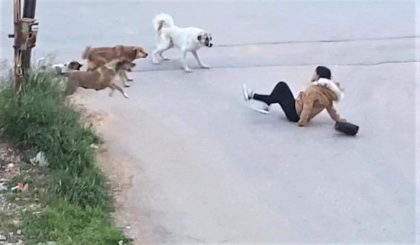 Foto - Sokak köpekleri genç kıza dehşeti yaşattı! O anlar anbean kaydedildi