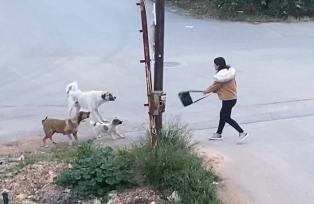 Foto - Sokak köpekleri genç kıza dehşeti yaşattı! O anlar anbean kaydedildi