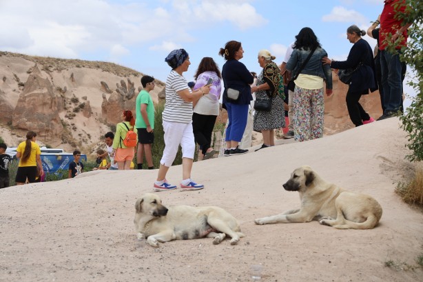 Sokak köpekleri turisti yaraladı