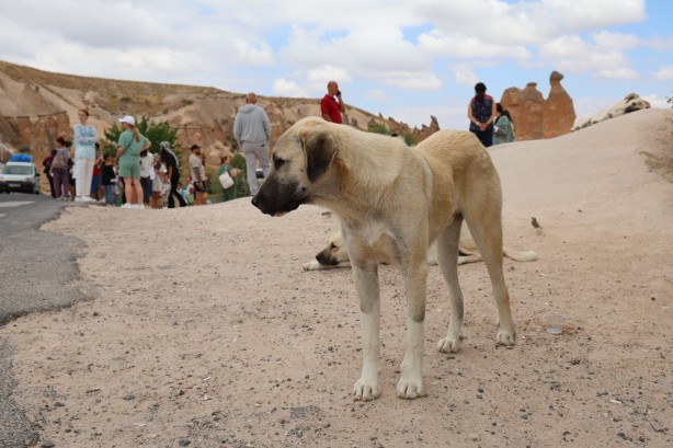 Foto - Sokak köpekleri turisti yaraladı