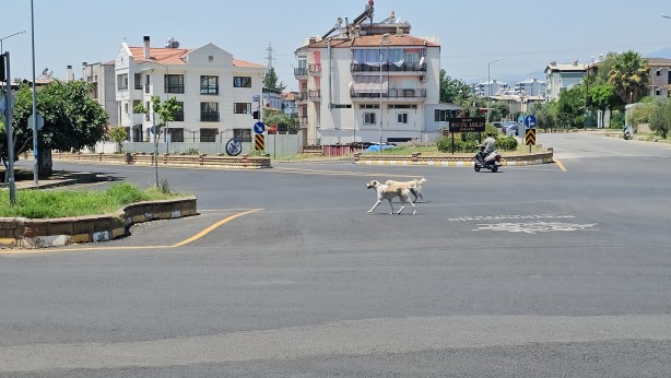 Sokak köpeklerinin saldırdığı yaşlı adam hayata tutundu