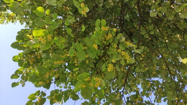 Foto - Sokaklar onlarla dolu! Kilosu yüzlerce lira ama kimse toplamıyor