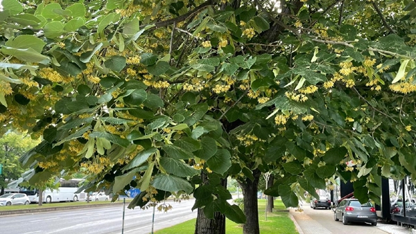 Foto - Sokaklar onlarla dolu! Kilosu yüzlerce lira ama kimse toplamıyor