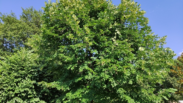 Foto - Sokaklar onlarla dolu! Kilosu yüzlerce lira ama kimse toplamıyor