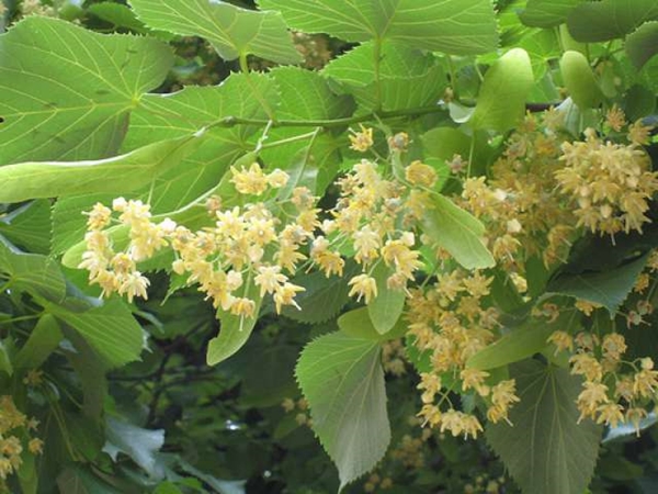 Sokaklar onlarla dolu! Kilosu yüzlerce lira ama kimse toplamıyor