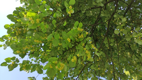 Foto - Sokaklar onlarla dolu! Kilosu yüzlerce lira ama kimse toplamıyor