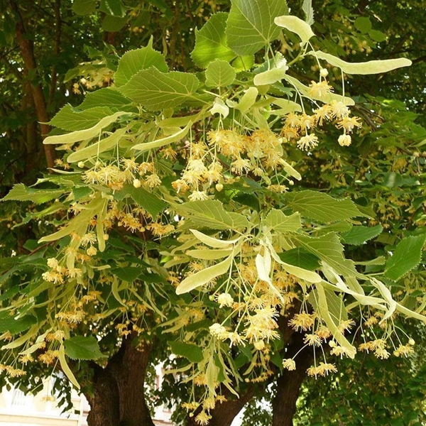 Foto - Sokaklar onlarla dolu! Kilosu yüzlerce lira ama kimse toplamıyor