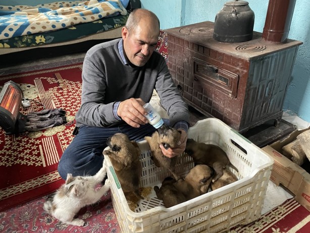 Sokakta donmak üzereyken buldu! Köpek yavrularını biberonla besliyor