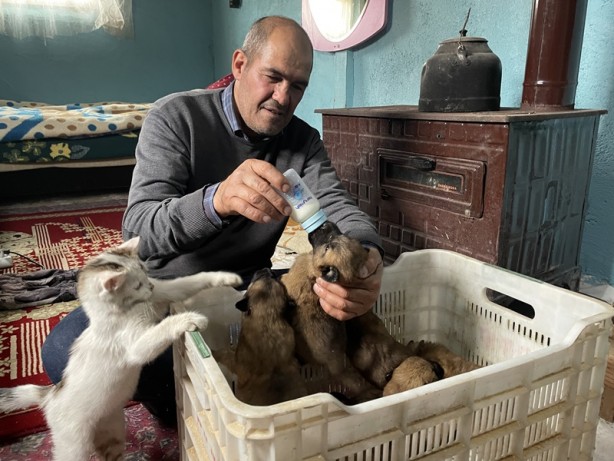 Foto - Sokakta donmak üzereyken buldu! Köpek yavrularını biberonla besliyor