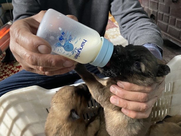 Foto - Sokakta donmak üzereyken buldu! Köpek yavrularını biberonla besliyor