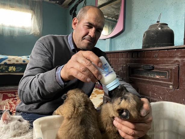 Foto - Sokakta donmak üzereyken buldu! Köpek yavrularını biberonla besliyor