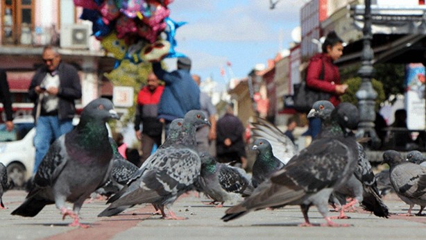Foto - Sokakta kuşları besleyen kadın, hayatının şokunu yaşadı! Belediye acımadı, okkalı cezayı bastı! Sebebini duyunca çok ama çok şaşıracaksınız