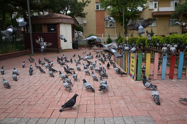 Foto - Sokakta kuşları besleyen kadın, hayatının şokunu yaşadı! Belediye acımadı, okkalı cezayı bastı! Sebebini duyunca çok ama çok şaşıracaksınız