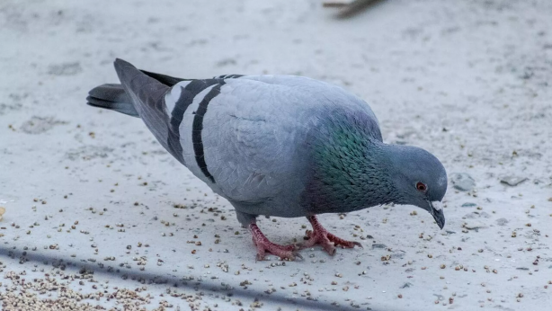 Foto - Sokakta kuşları besleyen kadın, hayatının şokunu yaşadı! Belediye acımadı, okkalı cezayı bastı! Sebebini duyunca çok ama çok şaşıracaksınız
