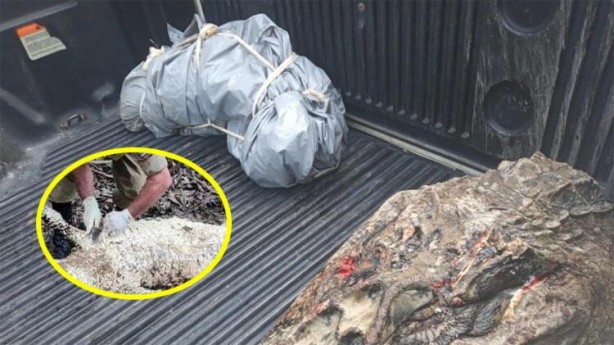 Şoke eden olay! Kaybolan balıkçı, dev hayvanın midesinden çıktı