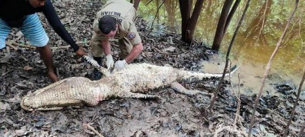 Foto - Şoke eden olay! Kaybolan balıkçı, dev hayvanın midesinden çıktı
