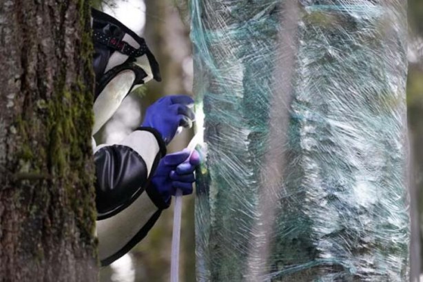 Foto - Şoktalar! Kabus yeniden hortladı
