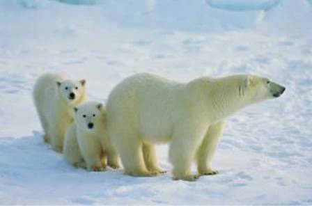 Foto - Solaklarla ilgili 14 ilginç bilgi