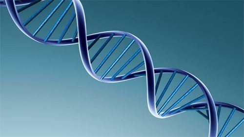 Foto - Solaklarla ilgili 14 ilginç bilgi