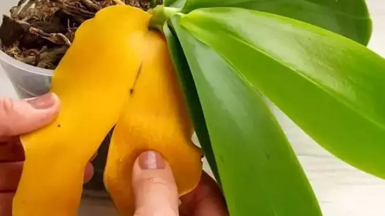 Foto - Solmuş çiçekleriniz saniyesinde eskisi gibi olabilir