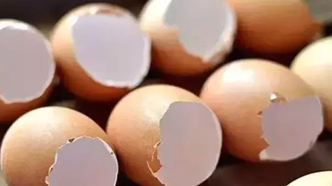 Foto - Solmuş çiçekleriniz saniyesinde eskisi gibi olabilir