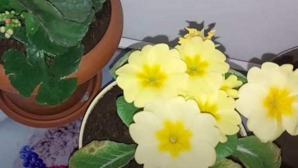 Foto - Solmuş çiçeklerinizi böyle canlandırın... Toprağa bir bardak dökmek yetiyor!