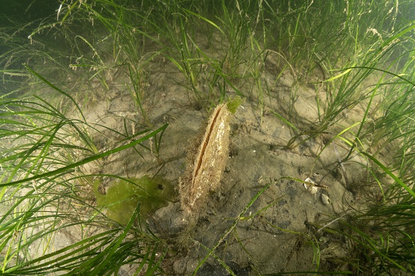 Foto - Soluduğumuz havanın yüzde 20’sini onlar sağlıyor