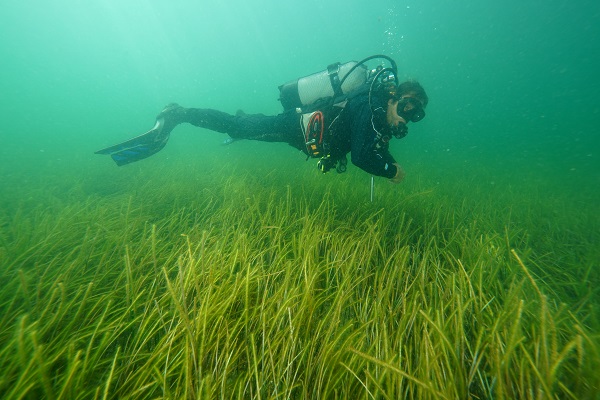 Foto - Soluduğumuz havanın yüzde 20’sini onlar sağlıyor